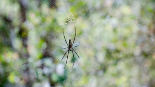 Spiders could eat you and everyone you love if they felt like it, biologists say